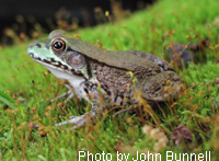 Green Frog adult 